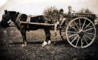 Frank on the hay cart