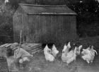 Frank feeding the chickens