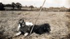 Frank in the hay field