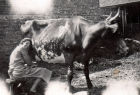 Nellie milking a cow